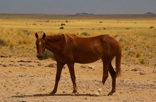220 Namibia Okt 2006 .JPG